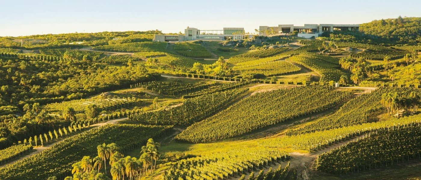 uruguay wine tours - Wine Paths